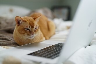 Создано приложение для защиты клавиатуры ПК от нажатий пробегающим котом. Кошкам нельзя в ИТ. Видео