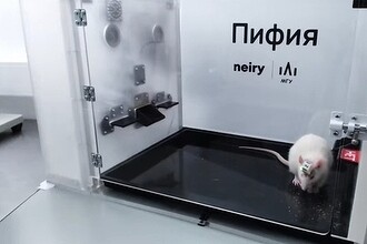 Российские биологи первыми в мире подключили мозг крысы к искусственному интеллекту