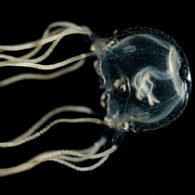 Нужен ли мозг, чтобы учиться: медузы ошеломили ученых своими навыками