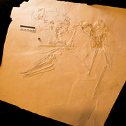 Новый уникальный вид птерозавра — у него двухметровый размах крыльев и огромный костяной гребень на голове