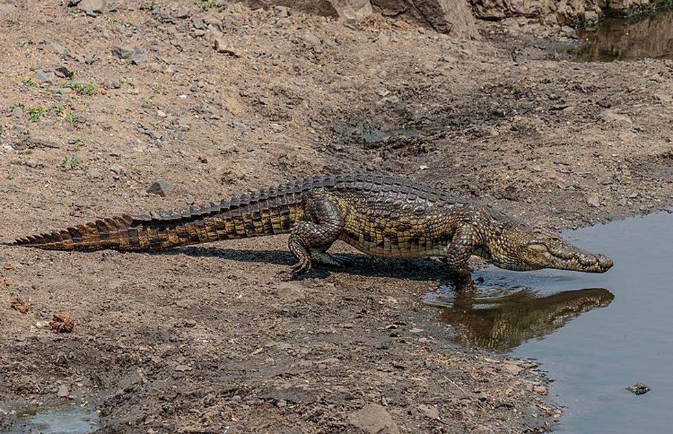 Крокодилы в ниле. Нильский крокодил. Африканский Нильский крокодил. Нильские крокодилы в Египте.