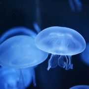 Робот-медуза с электронным кардиостимулятором исследует океан и сообщает о находках